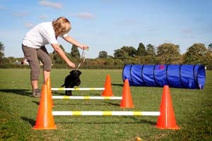 Beech Behaviour Centre In Worcester - Dog Training | The ...