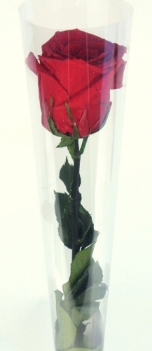 Single Red Rose. £10.