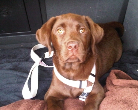 dog walking Swindon