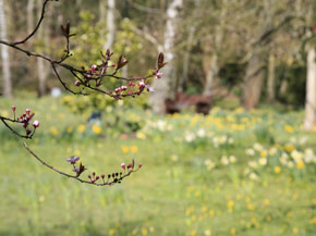 Peaceful Gardens of Remembrance where you can place a pet memorial or scatter both human and pet ashes after individual cremation