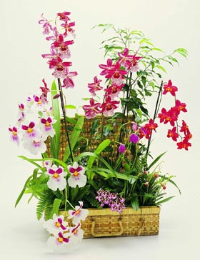 Planted arrangements from £18.00.