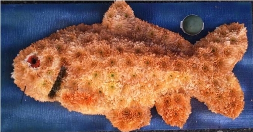 Wildlife Fish 03
