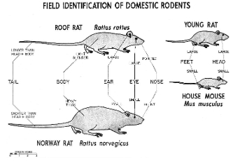 Service Call for Mice or Rat's