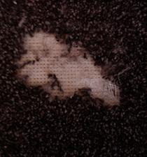 dog chew carpet repairs