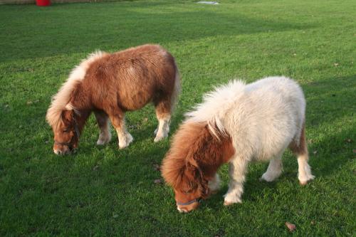 Eddie & Alfie