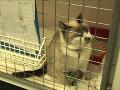 http   www touchlocal com business list bid 2719706 Astonlee Veterinary Hospital in Newport Pagnell  Milton Keynes  is a small animal practice  treating cats and dogs  rabbits  guinea pigs  hamsters  birds  reptiles and all other family pets