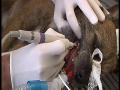 http   www touchlocal com business list bid 755909 We are a companion animal veterinary practice based in Tonbridge  Kent with a dedicated team of veterinary surgeons and nurses providing a friendly and caring service for dogs  cats  rabbits and othe
