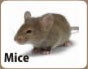 Mice Removal
