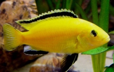 Mr Cichlids  UK-07891515801