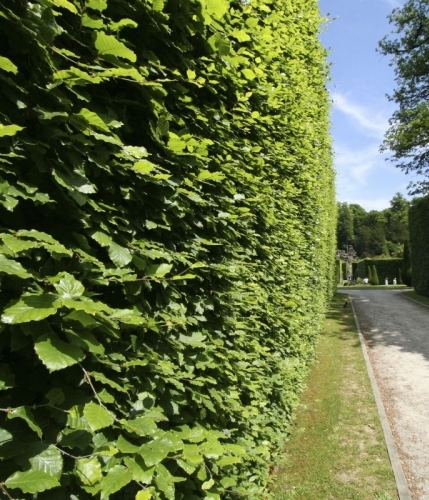 Beech Hedge - Fagus sylvatica