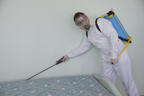 Bed Bugs control service