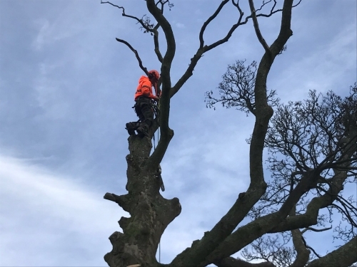 Tree Services in Leeds Area