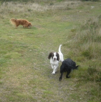 Coco, Tammy & Flash - enjoying walkies on Rushmere Heath.