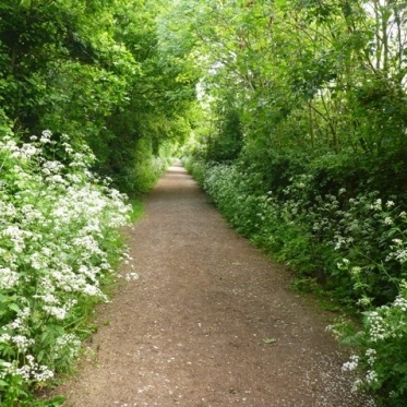 Woodland walks at Langdon Hills Country Park