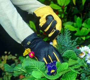 About our Gardening Services