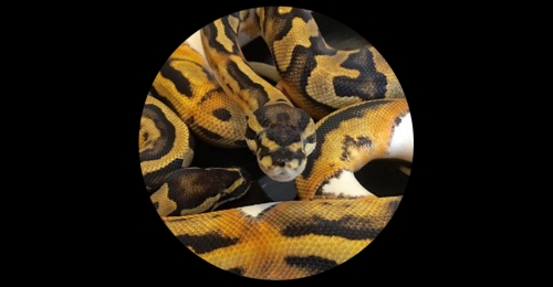 Royal Python Morphs For Sale UK