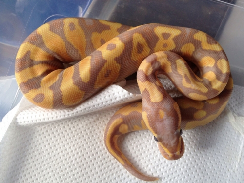 Ball python morphs for sale