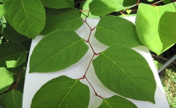 Japanese Knotweed Treatment and Removal in the West Midlands, Warwickshire and Worcestershire