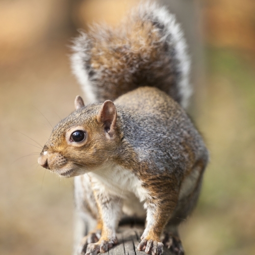 Grey Squirrel Control Poole Bournemouth Dorset Hampshire