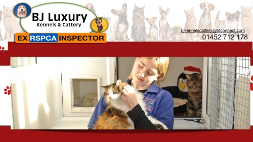 Bj Luxury Kennels Cattery In Gloucester Pet Services The Independent