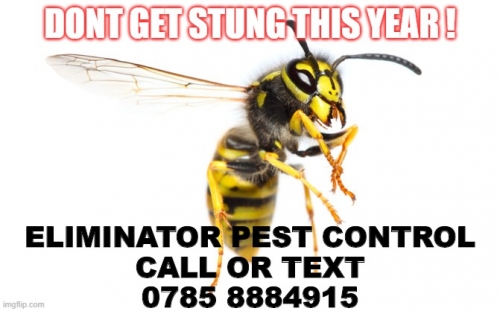 Swansea Wasps Nests