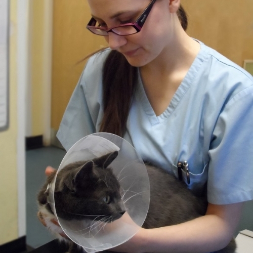 Trainee nurse Naomi assists with a cat post op