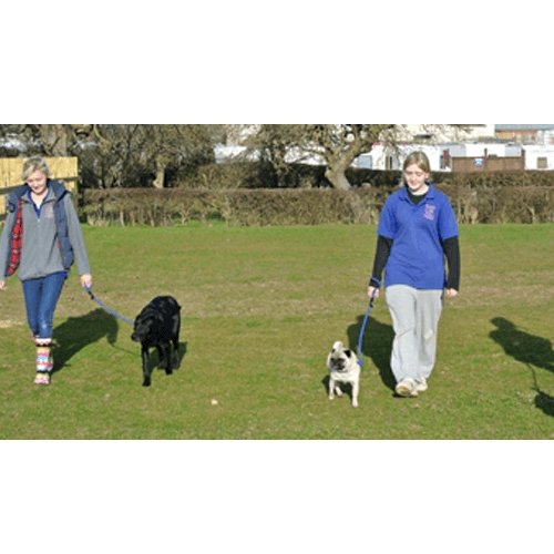 Bj Luxury Kennels Cattery In Gloucester Pet Services The Independent