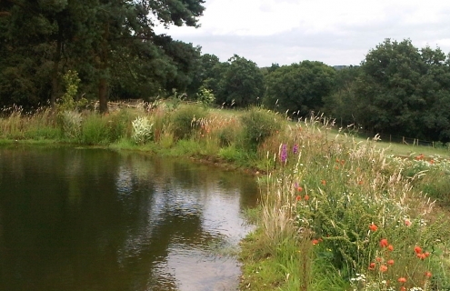 Pond In Summer