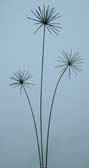 Starburst Alliums