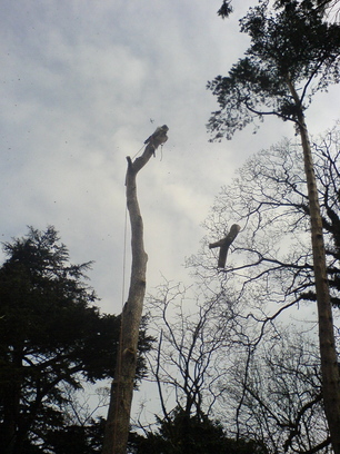 Section Felling a unstable Pine Tree