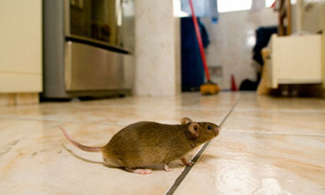 Rodent Removal (Rats & Mice)